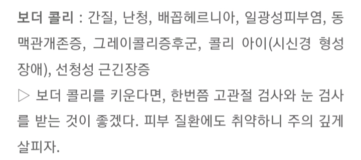 품종묘 보다 품종견에 관대한 사람들.jpg | 인스티즈