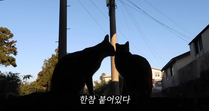 반려묘를 떠나보낸 유튜버가 올린 영상 | 인스티즈