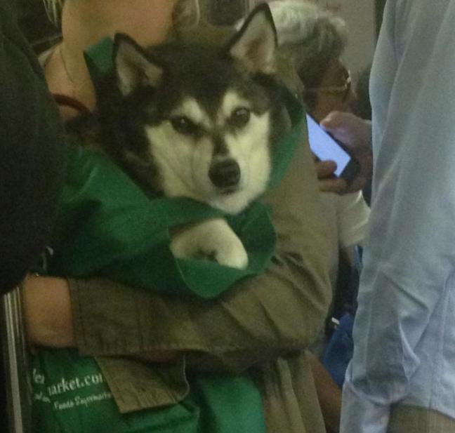 뉴욕에 사는 댕댕이들이 지하철 타는 법 | 인스티즈