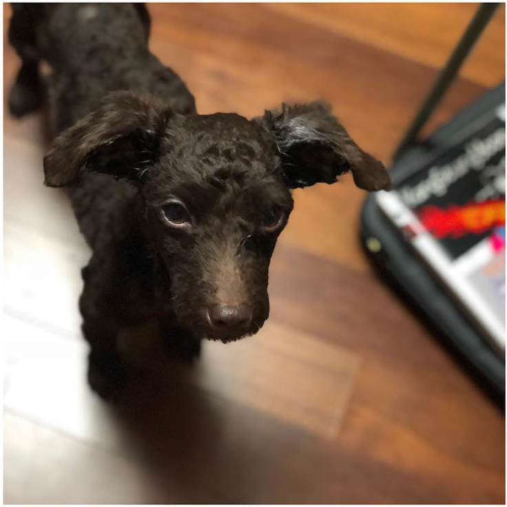 보는 사람도 행복해지는 강승윤 강아지 토르의 변화.jpg | 인스티즈