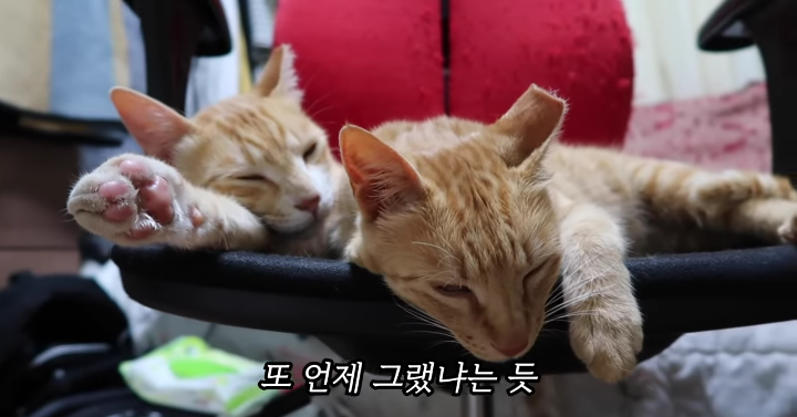 반려묘를 떠나보낸 유튜버가 올린 영상 | 인스티즈