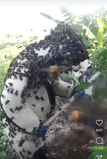 장수말벌집 퇴치작업 | 인스티즈