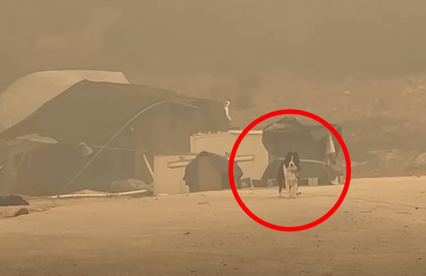 "제발 목줄은 풀어주세요"…산불 폐허 속 홀로 남겨진 개들 | 인스티즈