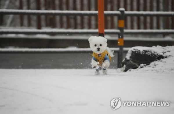 눈 온 뒤 산책할때 강아지가 아파하는 "염화칼슘" 대처법 | 인스티즈