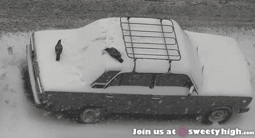 폭설을 즐기는 까마귀.gif | 인스티즈