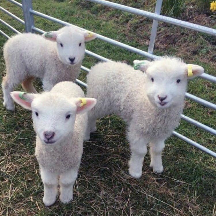 지극히 평화롭고 사랑스러운 | 인스티즈