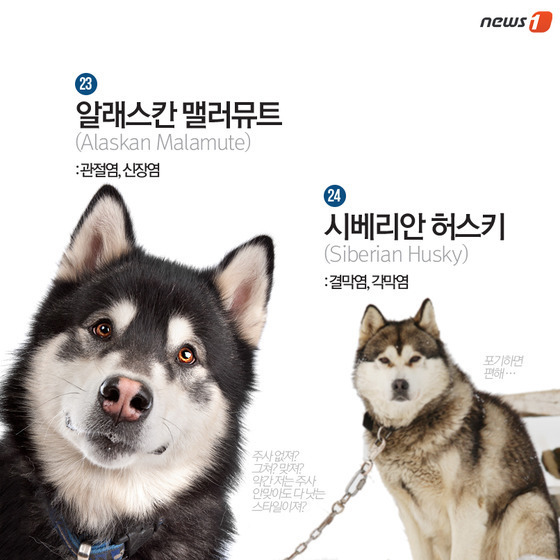 품종묘 보다 품종견에 관대한 사람들.jpg | 인스티즈
