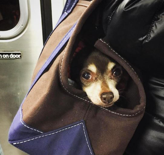 뉴욕에 사는 댕댕이들이 지하철 타는 법 | 인스티즈