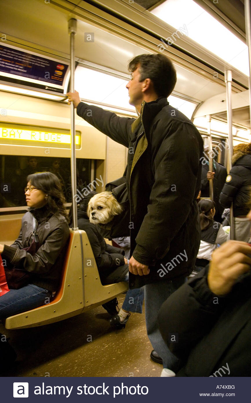 뉴욕에 사는 댕댕이들이 지하철 타는 법 | 인스티즈