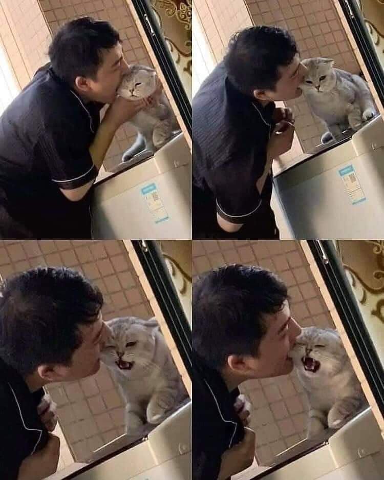 고양이 볼 먹방 | 인스티즈