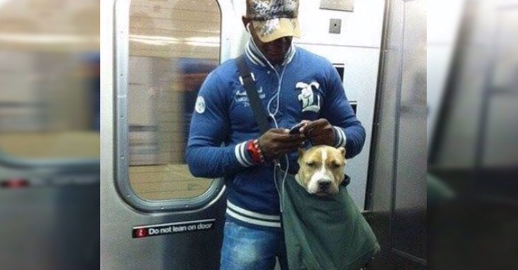 뉴욕에 사는 댕댕이들이 지하철 타는 법 | 인스티즈