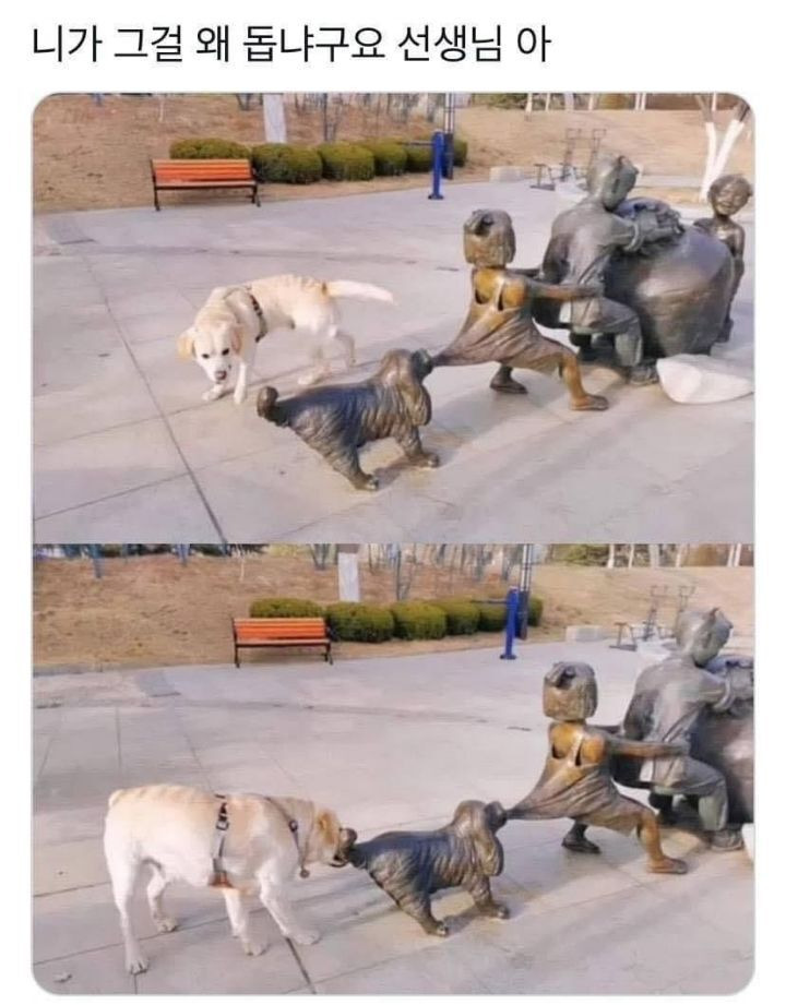 조금 모자라지만 착한 댕댕이.jpg | 인스티즈