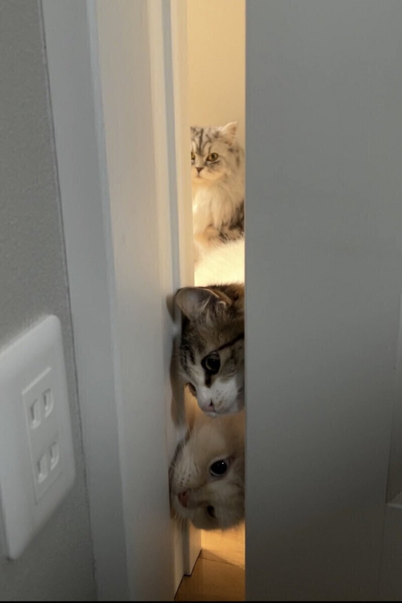 궁금한 냥이 | 인스티즈