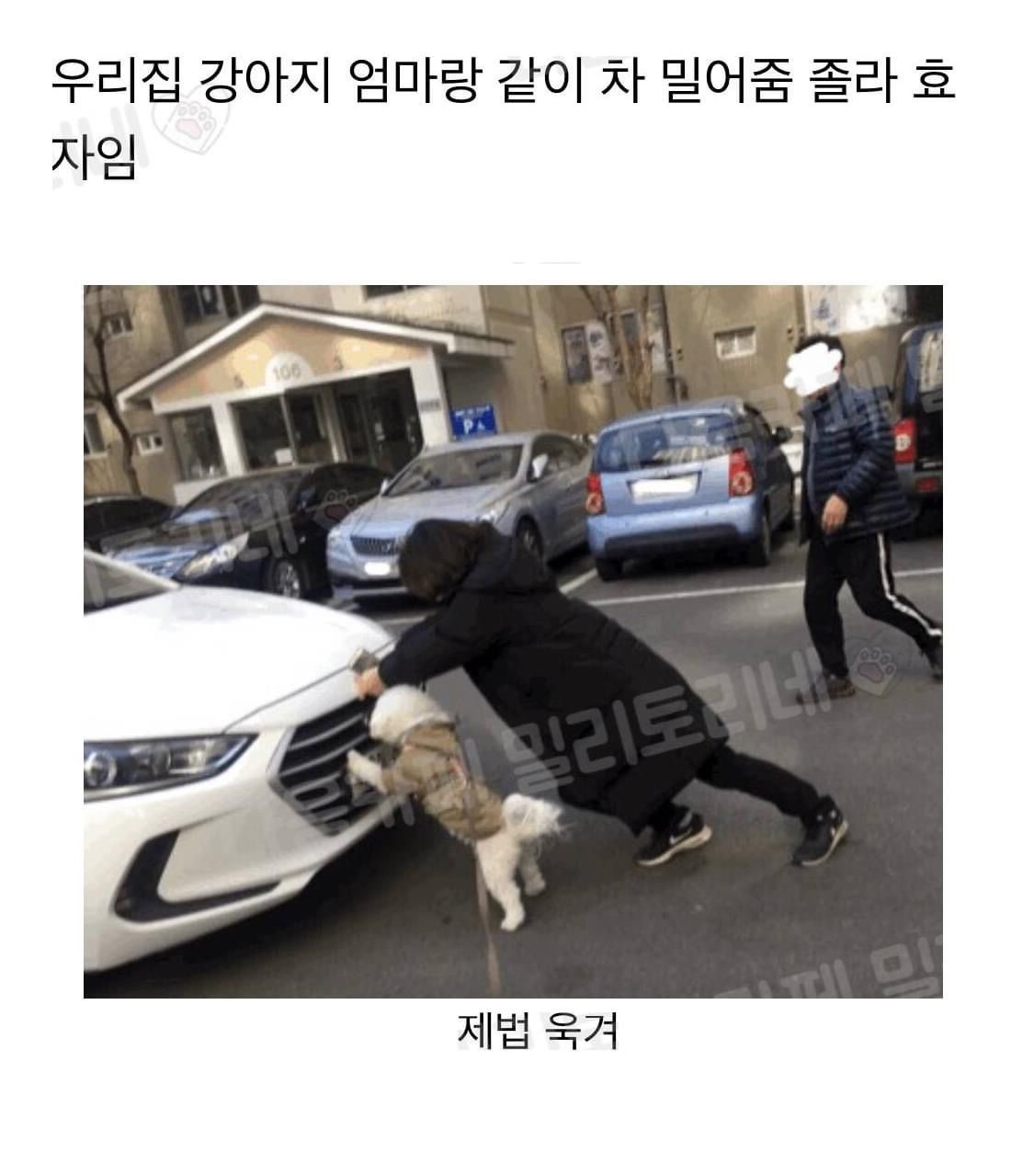 혹시 울햄스터 증명사진 가질 사람 | 인스티즈