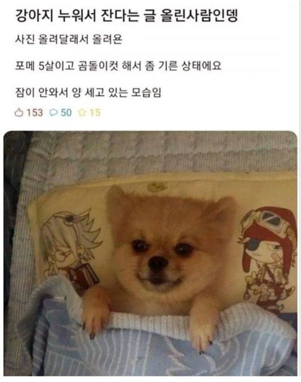 불면증 강아지 | 인스티즈