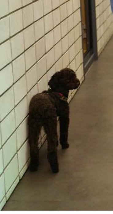 보는 사람도 행복해지는 강승윤 강아지 토르의 변화.jpg | 인스티즈