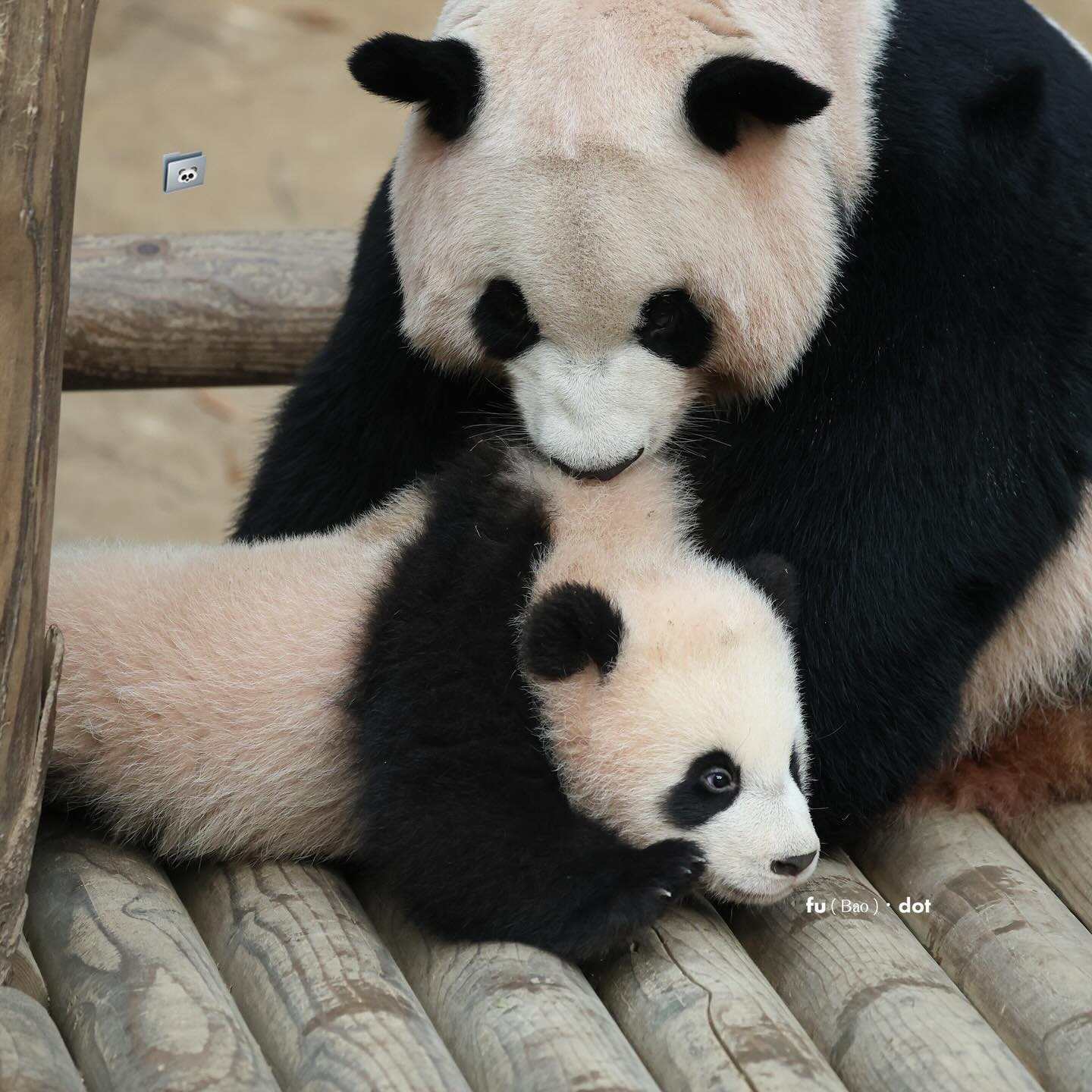 찹쌀떡처럼 쭈욱 늘어나는 후이바오🐼 | 인스티즈