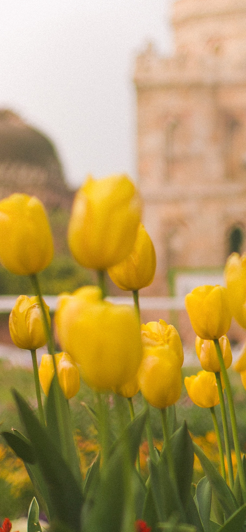 튤립 배경화면 공유 (추가) | 인스티즈