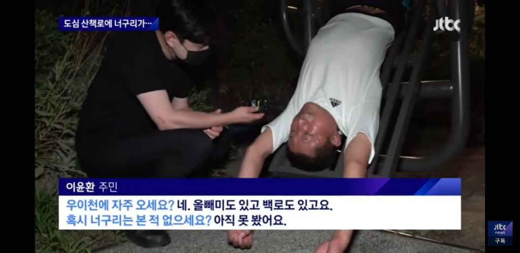 서울 도심에 너구리 출몰했을때 서울사람들 인터뷰 봤는데 다들 레전드임 | 인스티즈