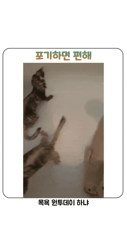 얘들아 포기하면 편해.gif | 인스티즈
