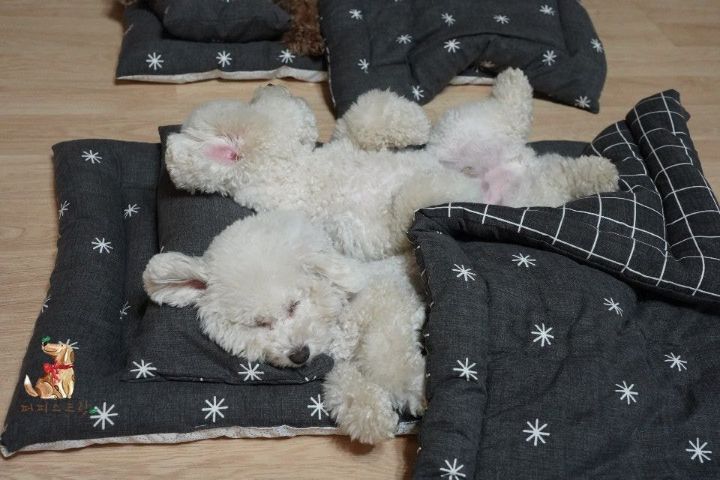 강아지 유치원의 수학여행 | 인스티즈