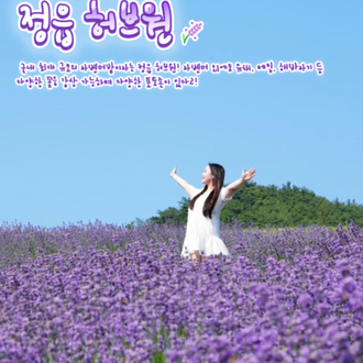 전국 라벤더 명소 6선 | 인스티즈