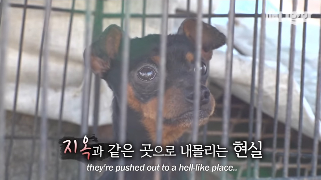 개농장에 품종견들이 많은 이유 | 인스티즈