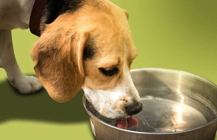 강아지 키워 본 사람은 덤덤하고, 안 키워 본 사람은 놀라는 사실 (수정) | 인스티즈