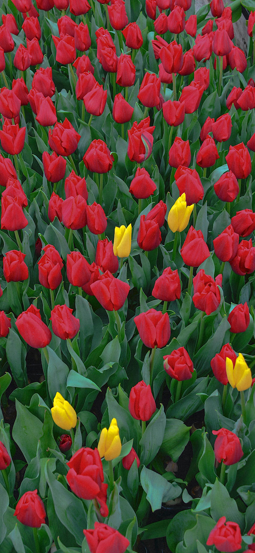 튤립 배경화면 공유 (추가) | 인스티즈