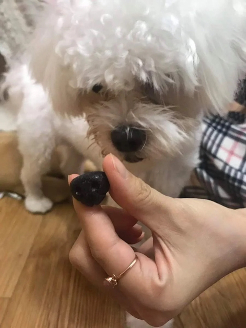 우리 강아지 코 떨어진 줄 알고 너무 놀라서 소리도 못 질렀던 날 | 인스티즈