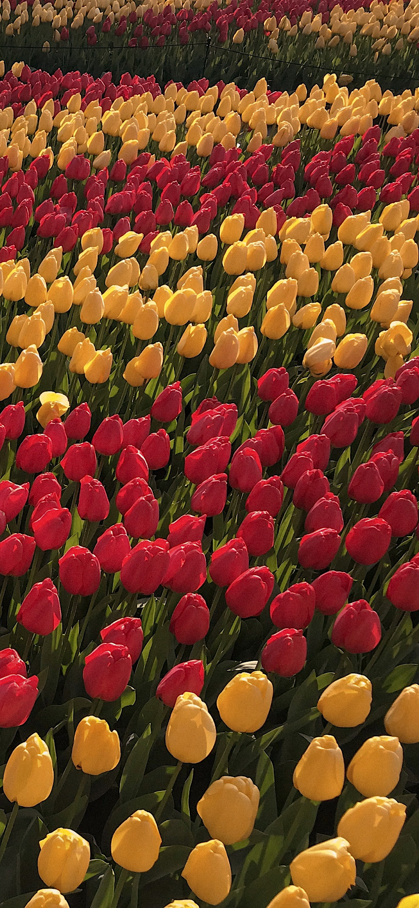 튤립 배경화면 공유 (추가) | 인스티즈