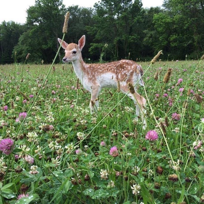 지극히 평화롭고 사랑스러운 | 인스티즈