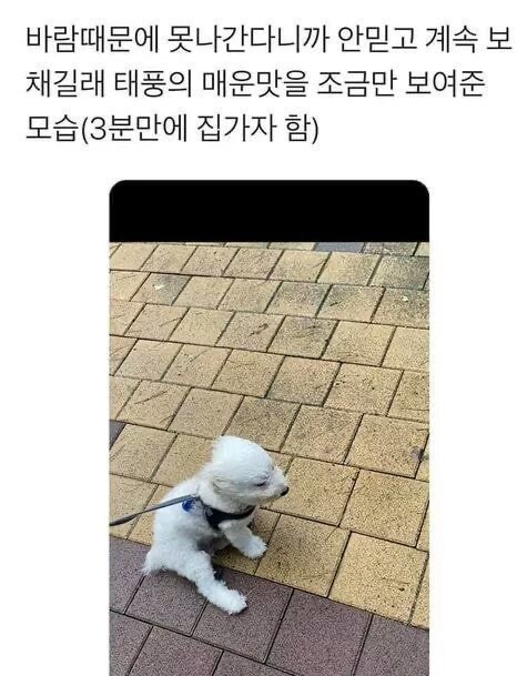 혹시 울햄스터 증명사진 가질 사람 | 인스티즈