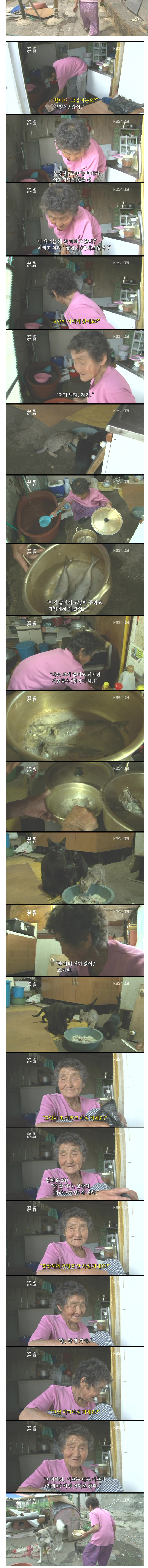 [인간극장] 갑자기 들어온 길고양이와 할머니.jpg | 인스티즈