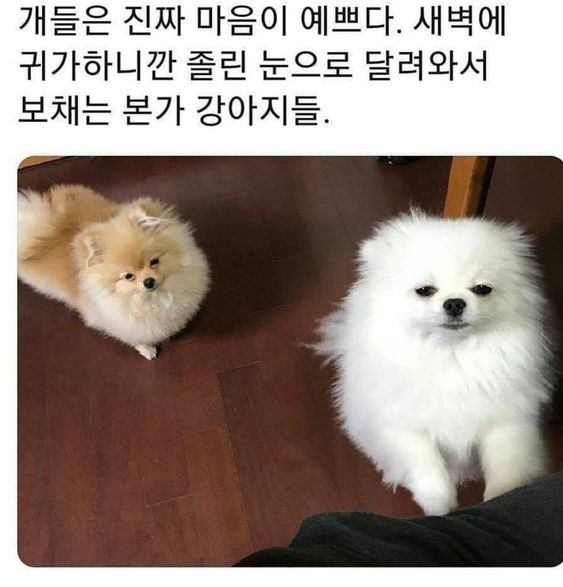 새벽귀가하는 가족을 맞이하는 강아지들 | 인스티즈