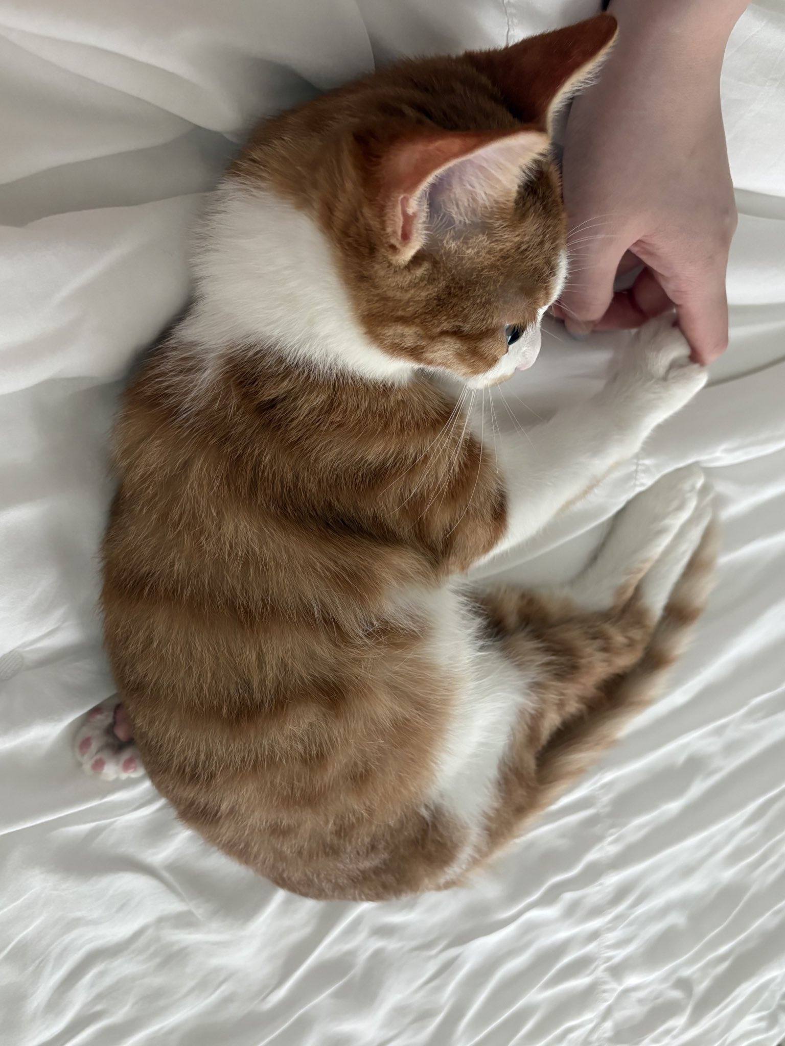 고양이의 말랑말랑한 유연성 | 인스티즈