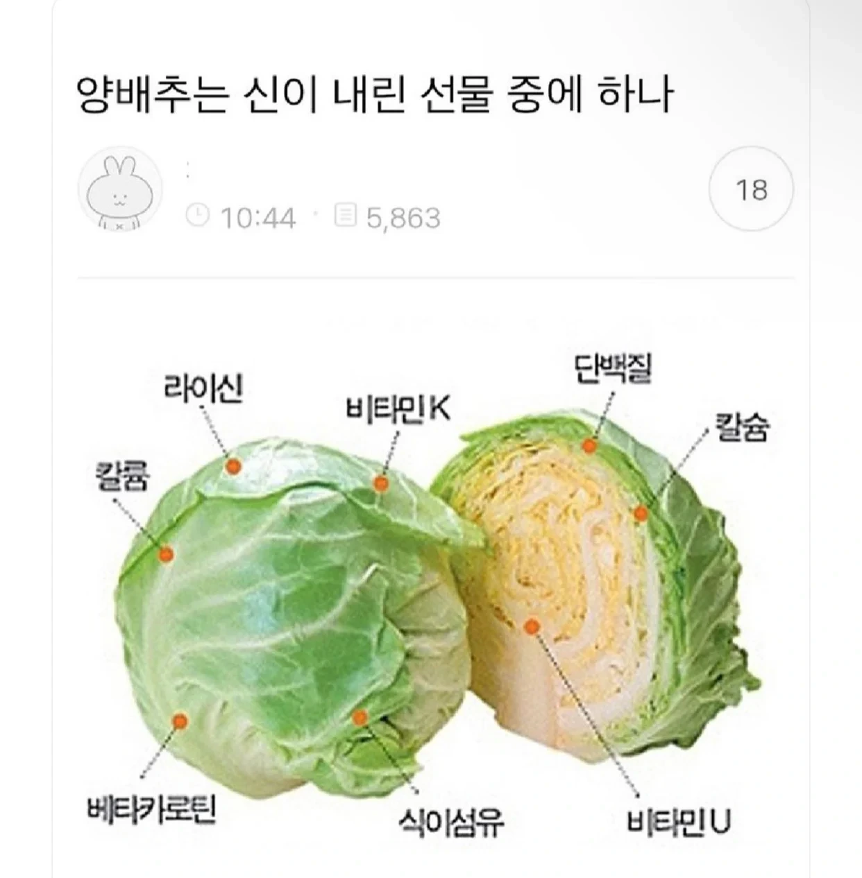 양배추는 신이 내린 선물 | 인스티즈