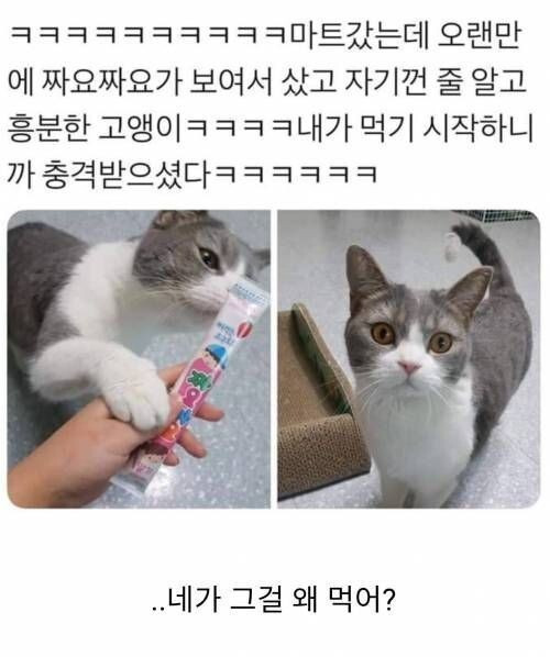 강아지 입양했어요 이름은 바둑이 입니다 | 인스티즈