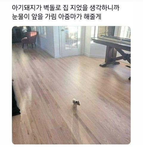 강아지 입양했어요 이름은 바둑이 입니다 | 인스티즈