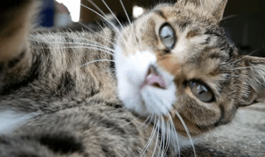 [hahaha] 양어장 일짱 하연님 | 인스티즈