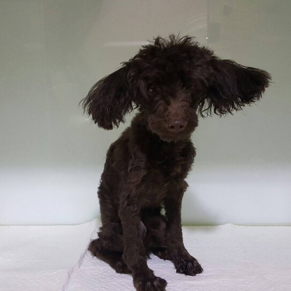 보는 사람도 행복해지는 강승윤 강아지 토르의 변화.jpg | 인스티즈