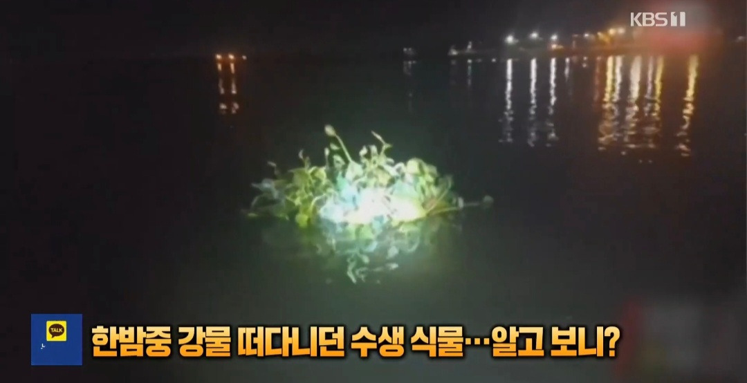 아르헨티나 강물 떠다니던 식물의 정체 | 인스티즈