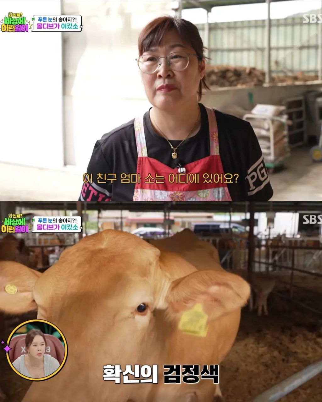 에메랄드 눈동자를 가진 k-송아지 | 인스티즈