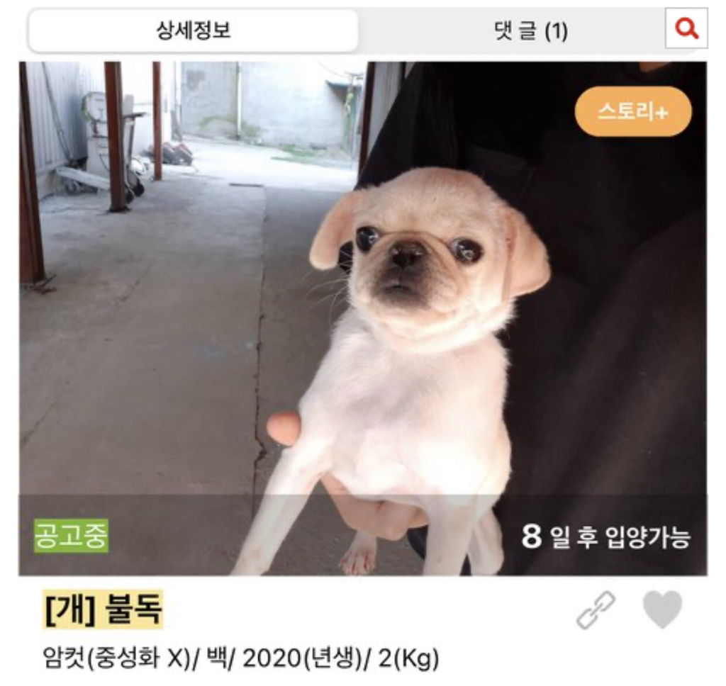 보호소에도 애기 많아 | 인스티즈