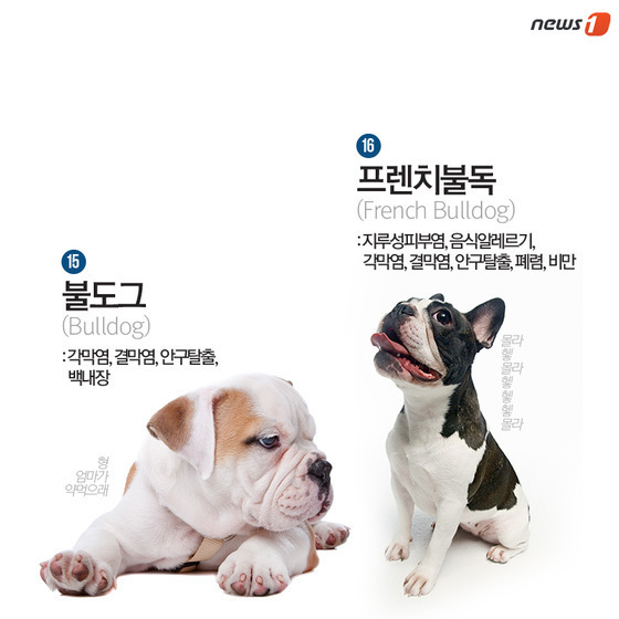 품종묘 보다 품종견에 관대한 사람들.jpg | 인스티즈