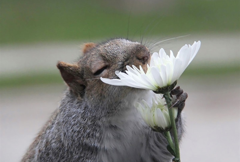 꽃향기를 맡는 동물들.jpg | 인스티즈