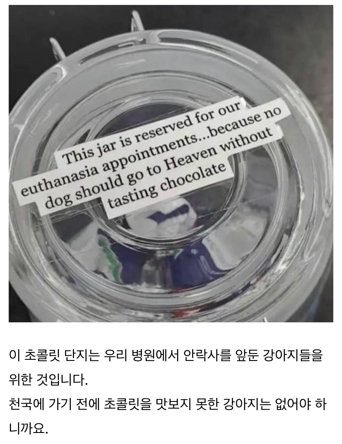 강아지에게 초콜릿 준다는 병원 | 인스티즈