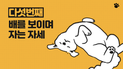 강아지 수면 자세 이유 | 인스티즈