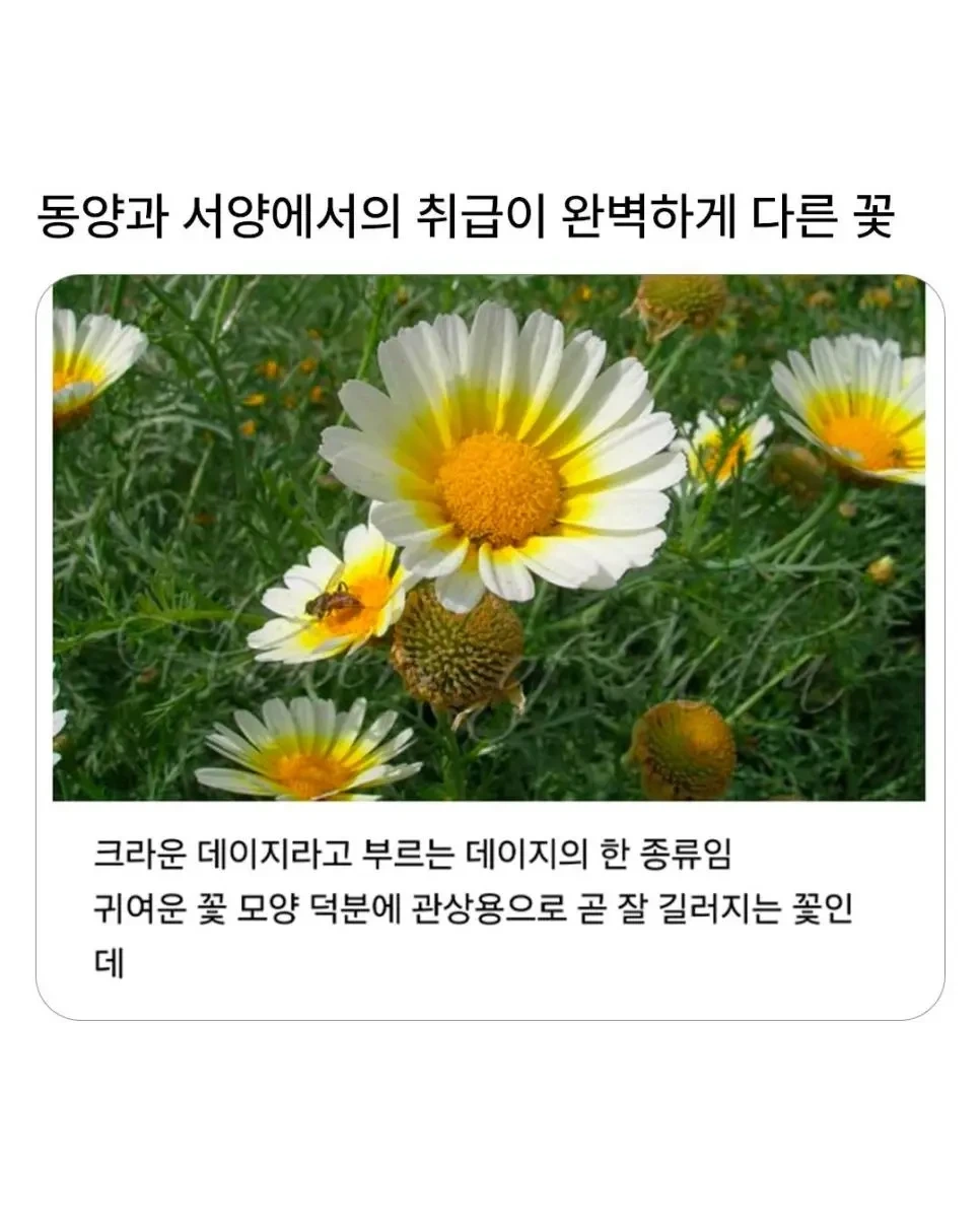동서양에서 취급이 완전 다른 꽃 | 인스티즈