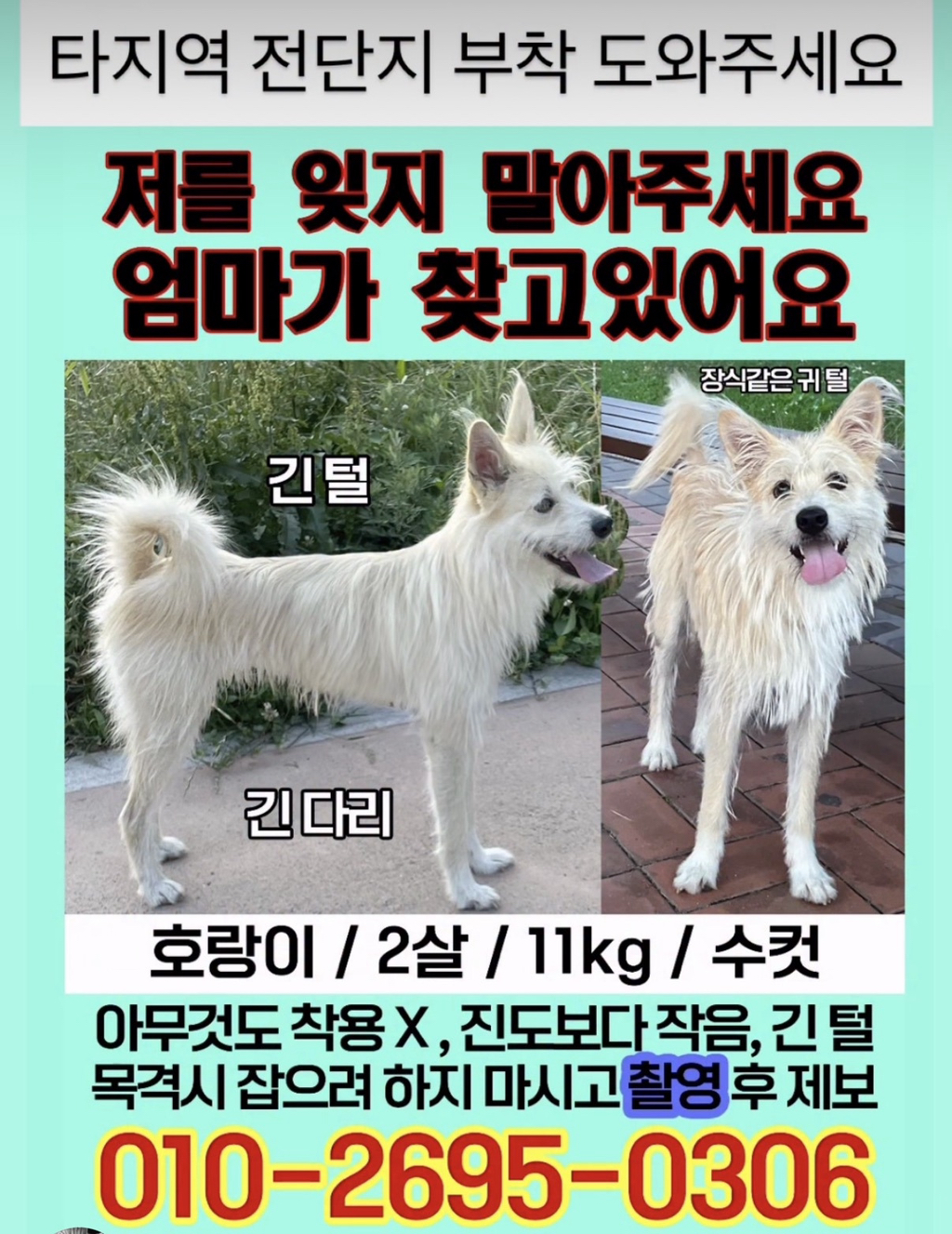 부산 실종 강아지 호랑이 찾아주세요 한번만이라도 사진 보고 가주라 준바오들아 ㅠㅠ.. | 인스티즈